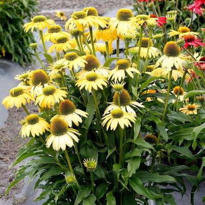 Echinacea EMBERS™ 'Sparks'