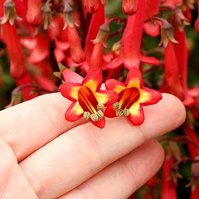 Phygelius COLORBURST™ 'Red'