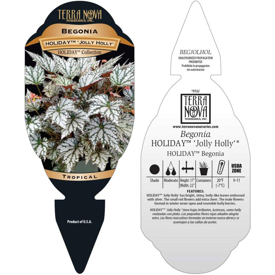 Begonia HOLIDAY™ 'Jolly Holly' | TERRA NOVA® Nurseries, Inc.