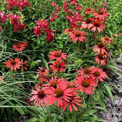 Echinacea PRIMA™ ‘Ruby’ | TERRA NOVA® Nurseries, Inc.