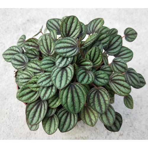 Peperomia ‘Piccolo Banda’ | TERRA NOVA® Nurseries, Inc.