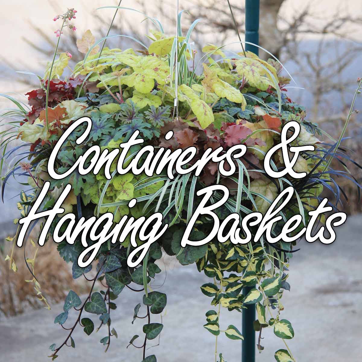 Containers & Hanging Baskets