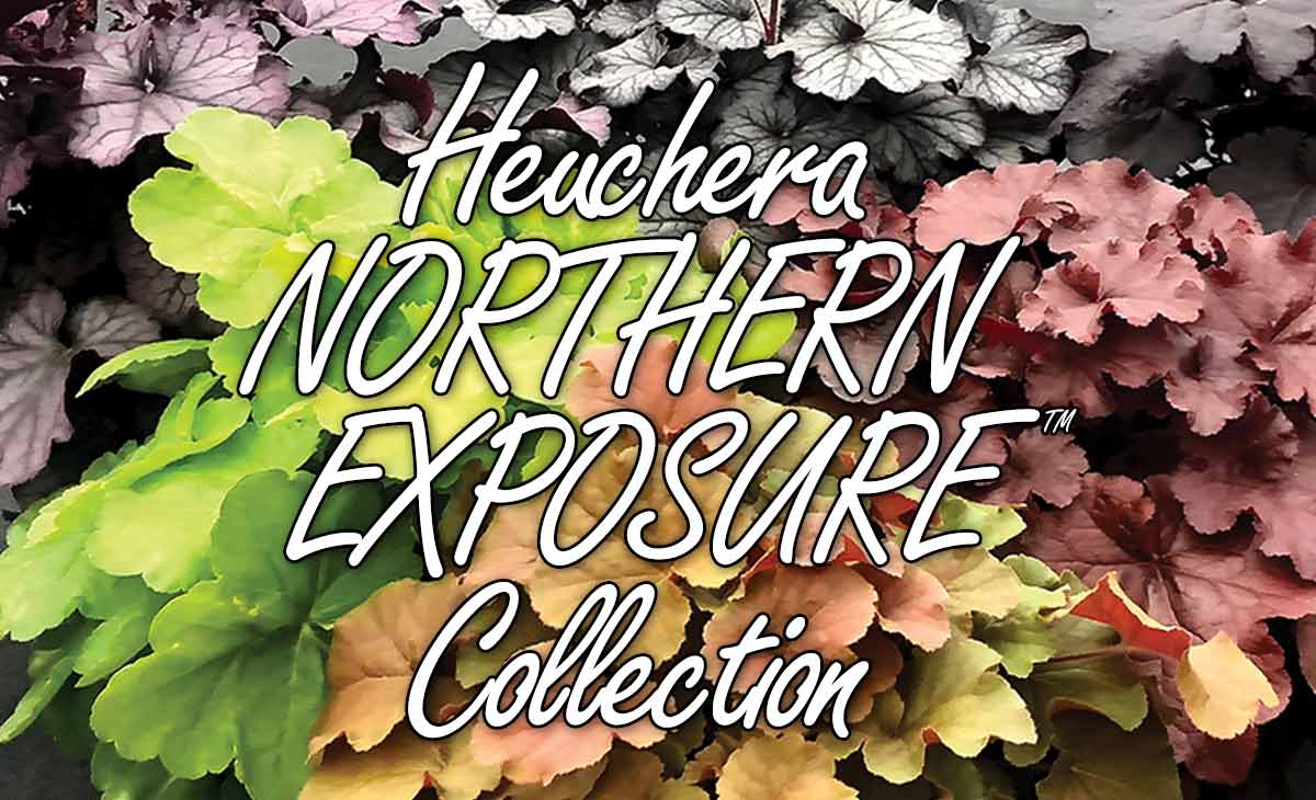 Heuchera NORTHERN EXPOSURE™ Collection
