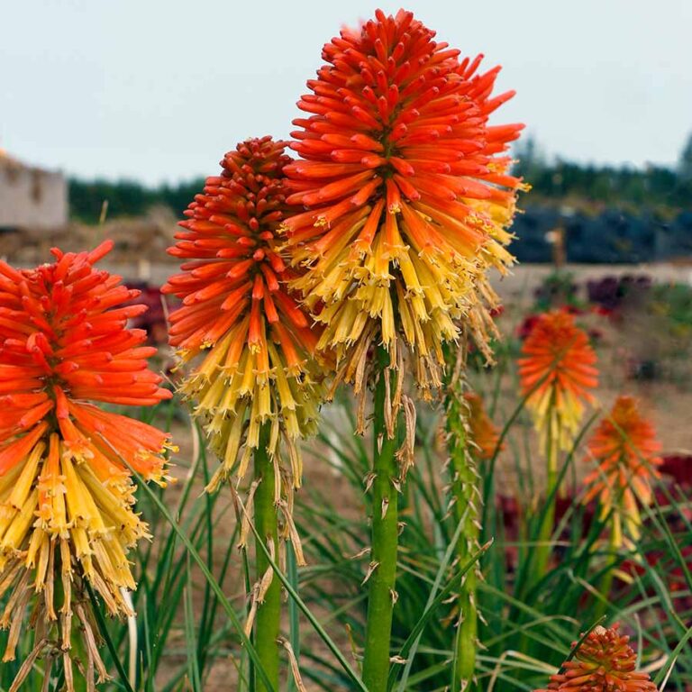 Kniphofia | TERRA NOVA® Nurseries, Inc.