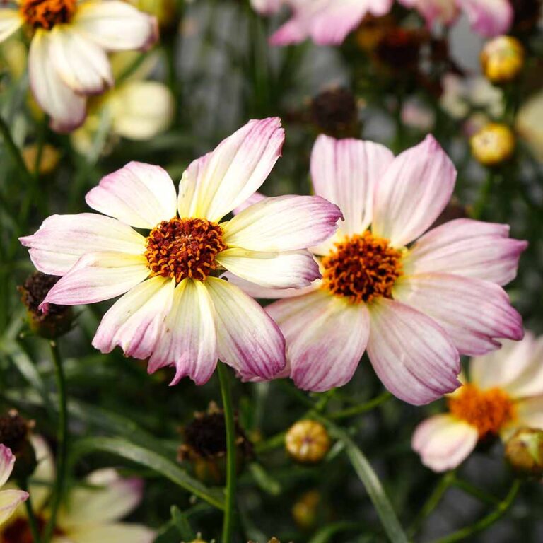 Coreopsis NOVA® ‘Jewel’ | TERRA NOVA® Nurseries, Inc.