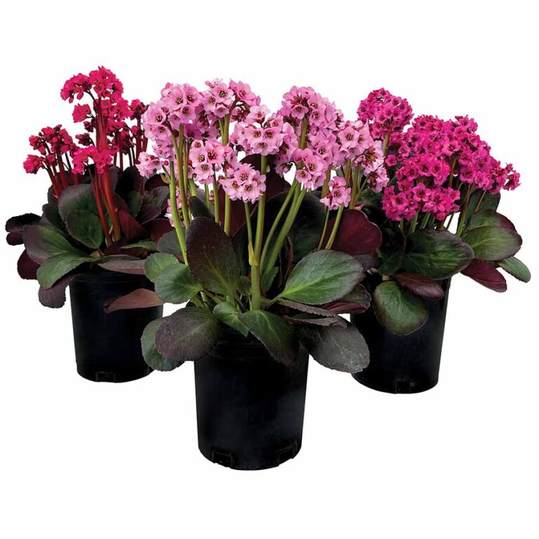 Bergenia VINTAGE™ ‘Pink’ | TERRA NOVA® Nurseries, Inc.