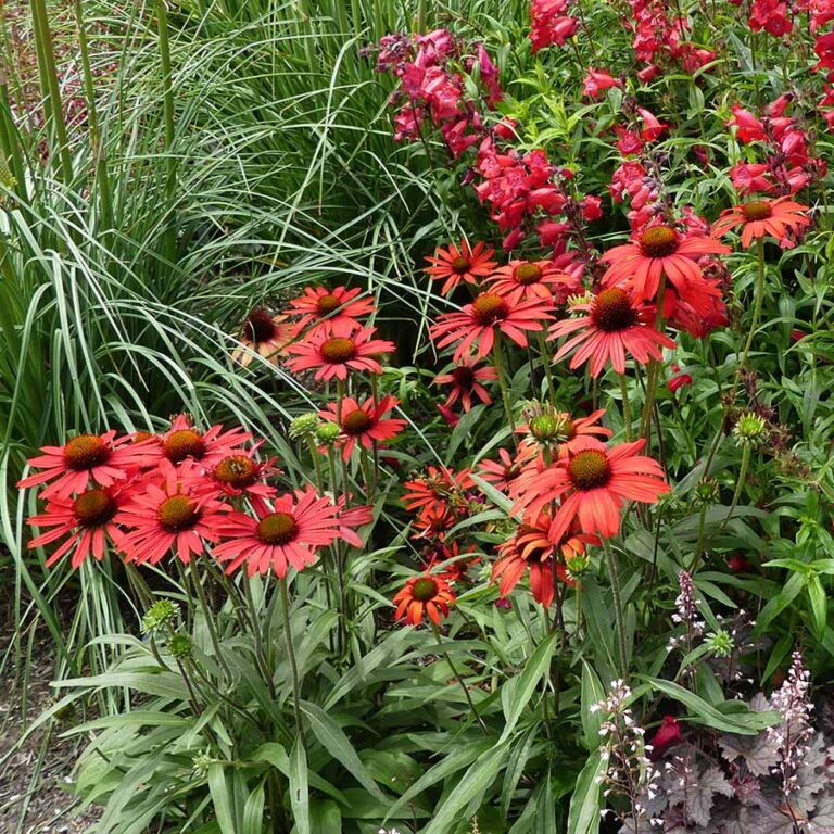 Echinacea PRIMA™ ‘Ruby’ | TERRA NOVA® Nurseries, Inc.