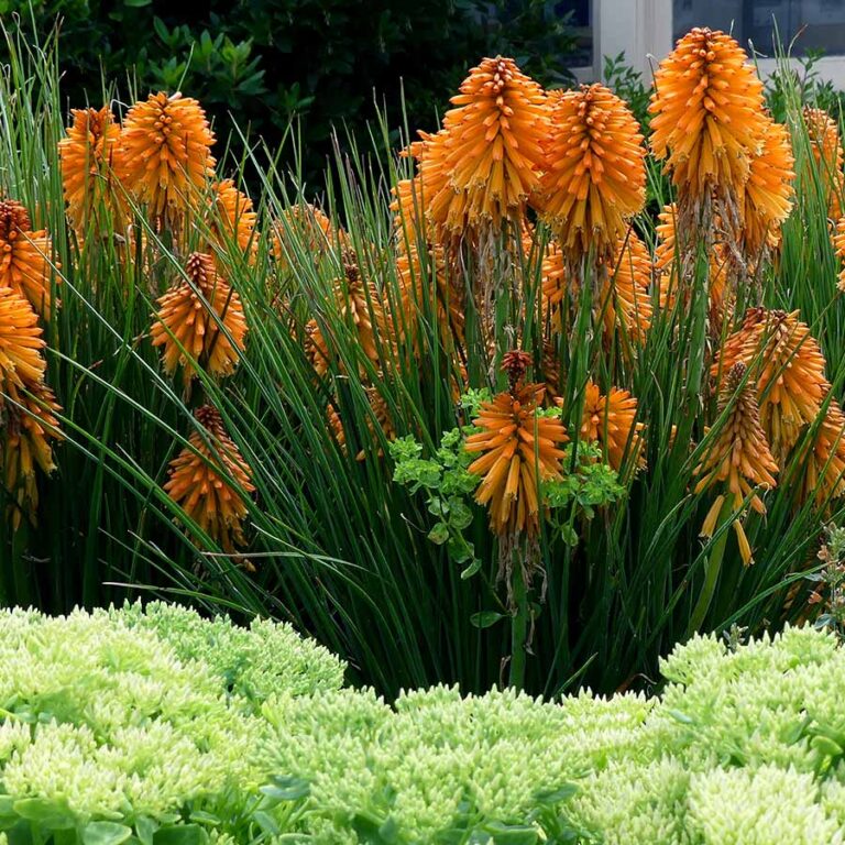 Kniphofia POCO™ ‘Orange’ | TERRA NOVA® Nurseries, Inc.