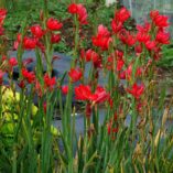 Hesperantha ROULETTE™ 'Red'