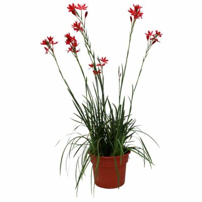 Hesperantha ROULETTE™ 'Red'