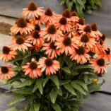 Echinacea PRINCESS™ 'Peach'