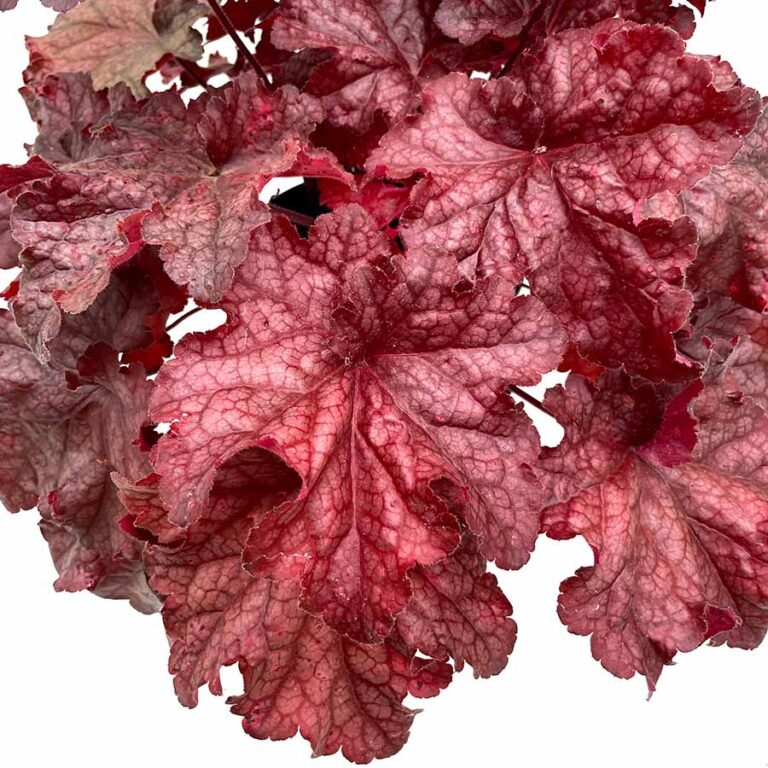 Heuchera ‘peach Smoothie Terra Nova® Nurseries Inc