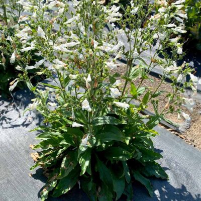 Penstemon NOVA® 'Pearl'