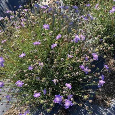 Scabiosa NOVA® 'Dew Drops'
