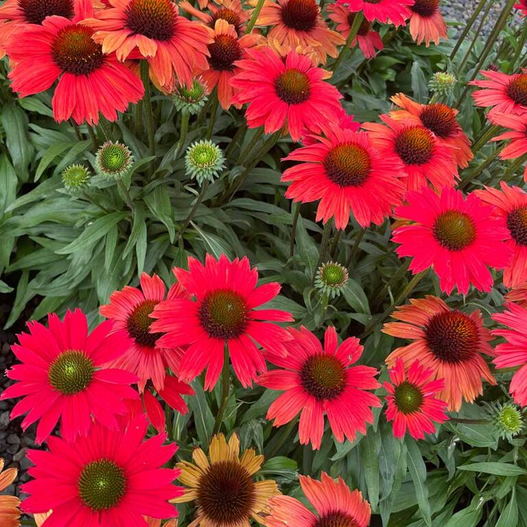 Echinacea KISMET® ‘Red’ | TERRA NOVA® Nurseries, Inc.