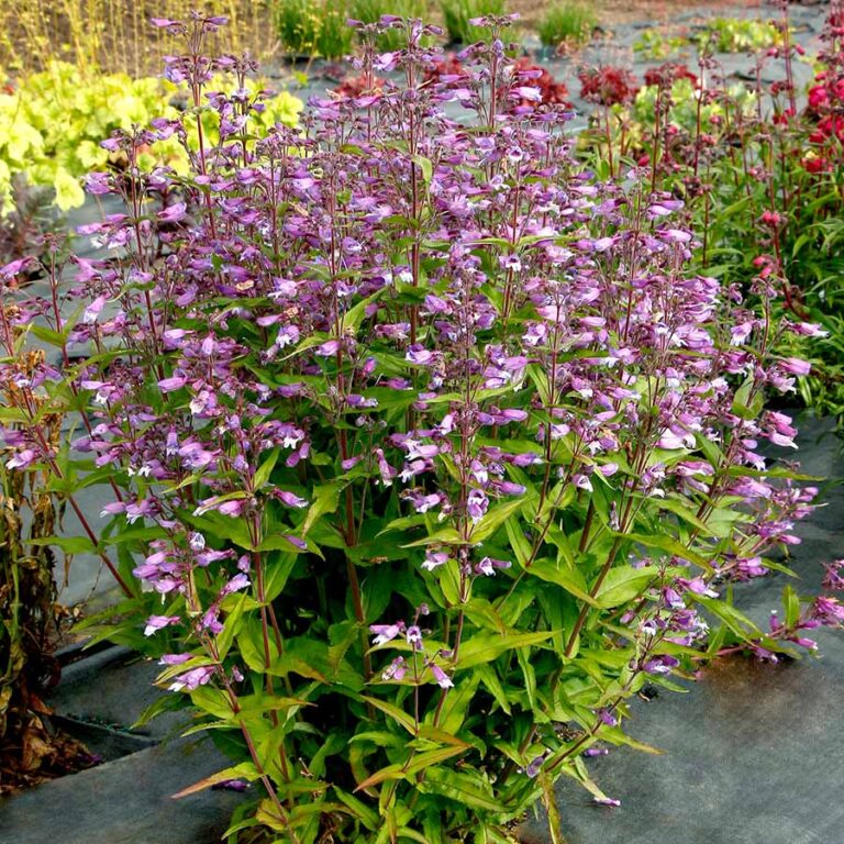 Perennial | TERRA NOVA® Nurseries, Inc.