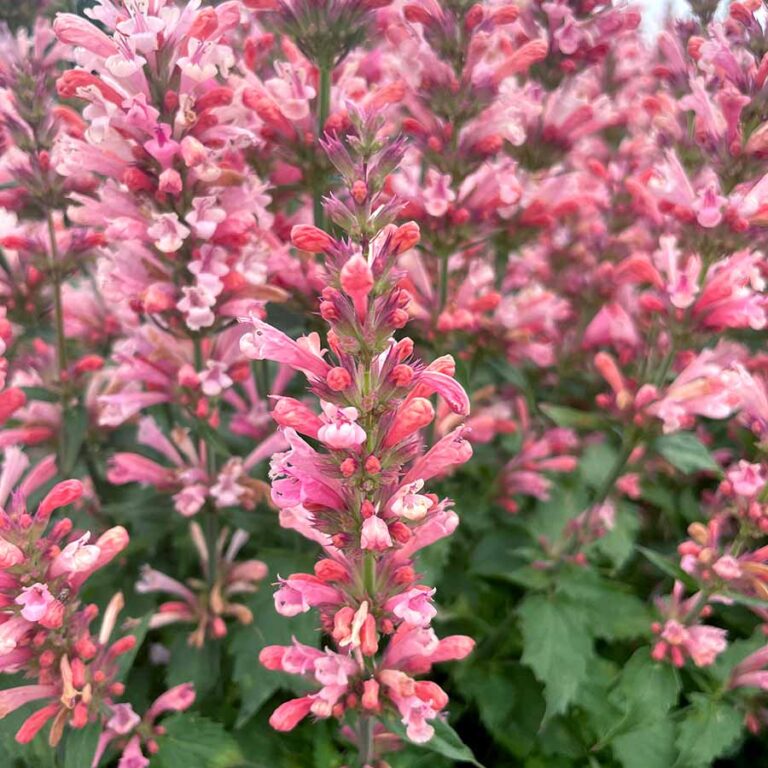 Agastache ‘Pink Pearl’ | TERRA NOVA® Nurseries, Inc.