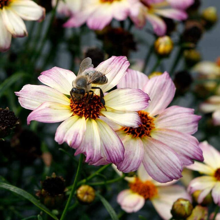 Coreopsis NOVA® ‘Jewel’ | TERRA NOVA® Nurseries, Inc.