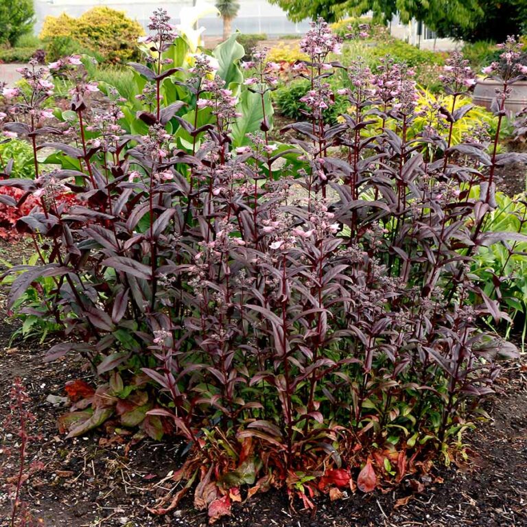 Penstemon DAKOTA™ ‘Burgundy’ | TERRA NOVA® Nurseries, Inc.