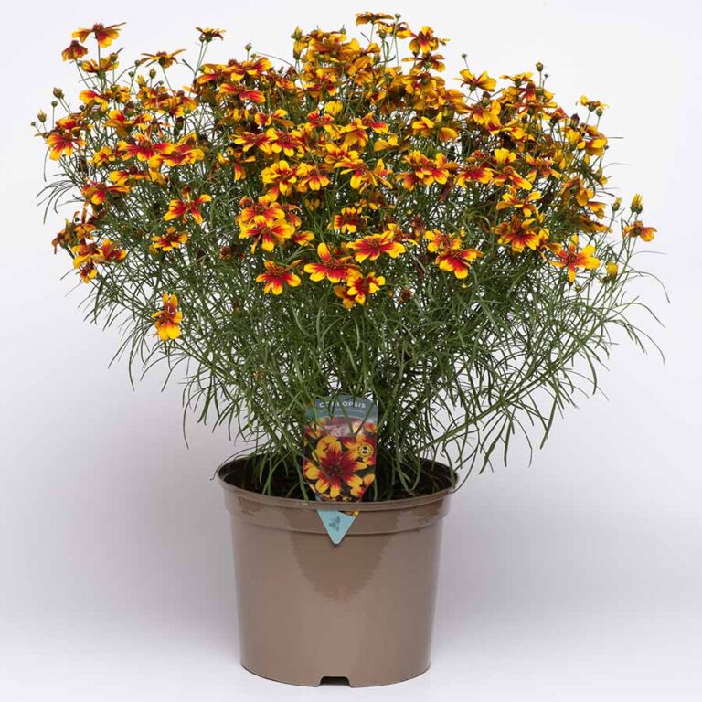 Coreopsis SUNSTAR™ ‘Orange’ | TERRA NOVA® Nurseries, Inc.