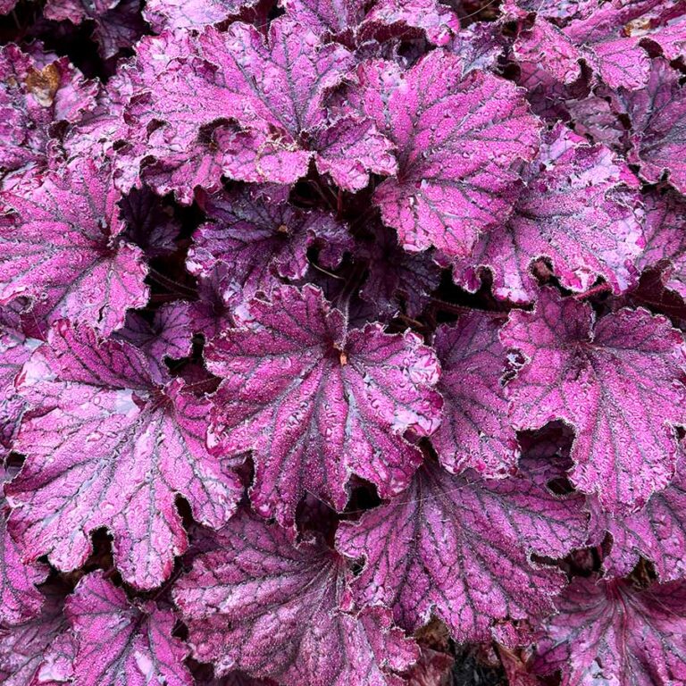 Heuchera FOREVER® ‘Purple’ | TERRA NOVA® Nurseries, Inc.