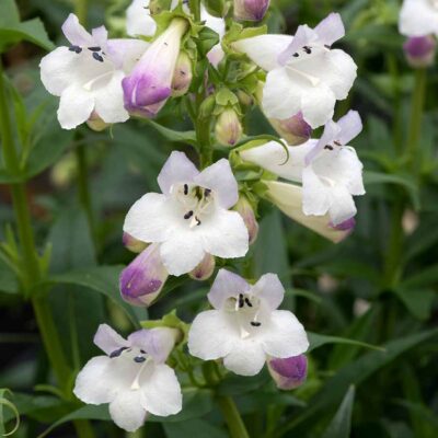 Penstemon HARLEQUIN™ 'Lilac'