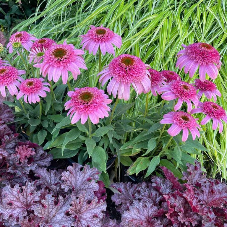 Echinacea SUNDIAL™ ‘Pink’ | TERRA NOVA® Nurseries, Inc.