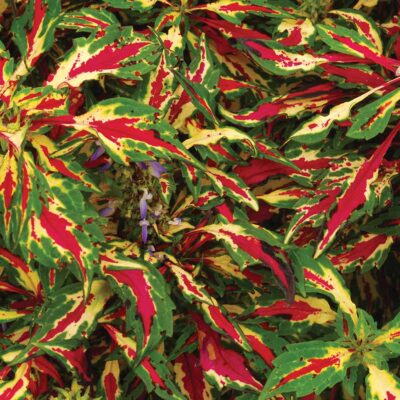 Coleus 'Fancy Colors'