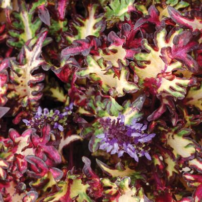 Coleus 'Midnight Mardi Gras'