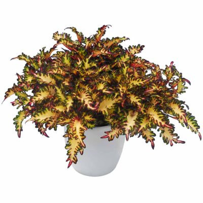 Coleus 'Midnight Mardi Gras'