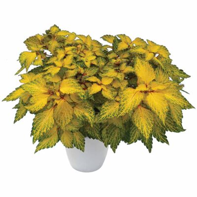 Coleus 'Solar Flare'