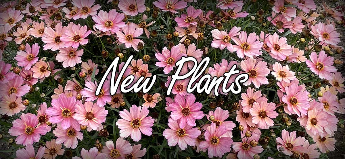 New Plants