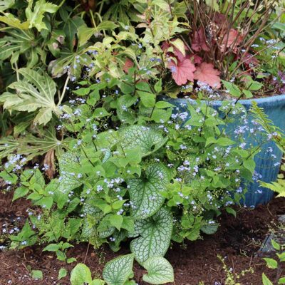 Brunnera ALCHEMY™ 'Pewter'