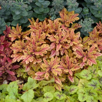 Coleus TERRA NOVA® 'Marrakesh'