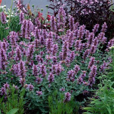 Agastache 'Kudos Silver Blue'