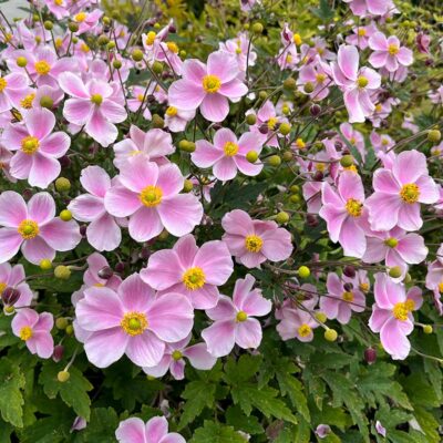 Anemone SATIN DOLL™ 'Blush'