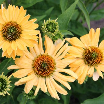 Echinacea 'Aloha'