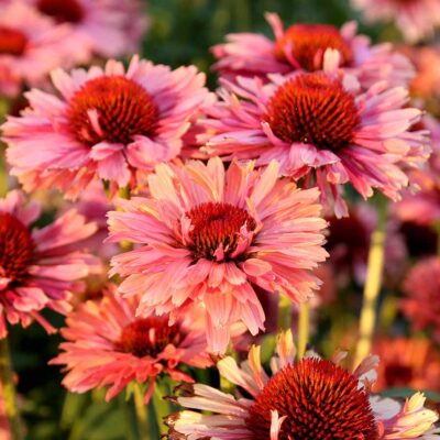 Echinacea FRESCO™ 'Apricot'