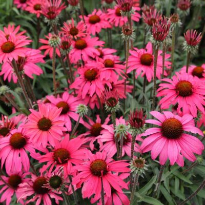 Echinacea 'Glowing Dream'