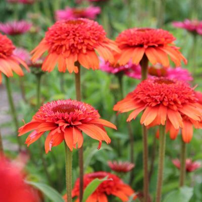 Echinacea 'Moab Sunset'