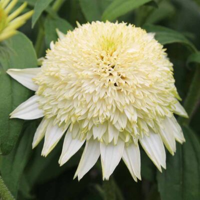 Echinacea PUFF® 'Vanilla'