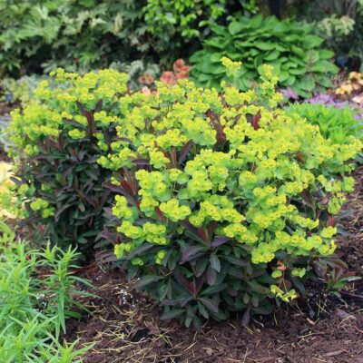 Euphorbia 'Golden Glory'