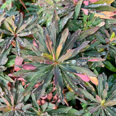 Euphorbia 'Golden Glory'