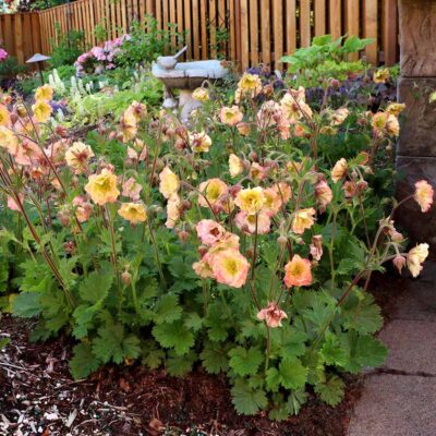 Geum PRETTICOATS™ 'Peach'