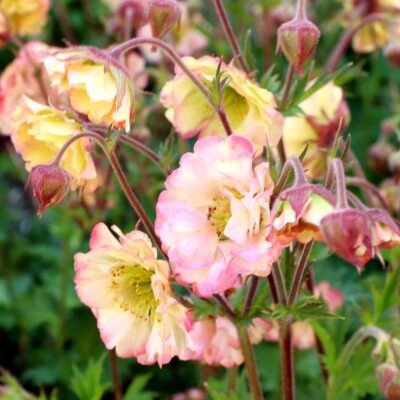 Geum PRETTICOATS™ 'Peach'