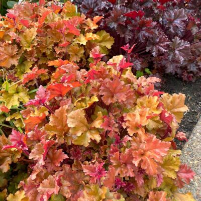 Heuchera 'Marmalade'