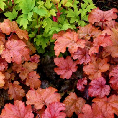 Heuchera 'Peach Smoothie'