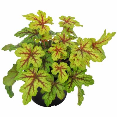 Heucherella 'Alabama Sunrise'