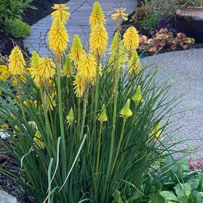 Kniphofia POCO™ 'Yellow'