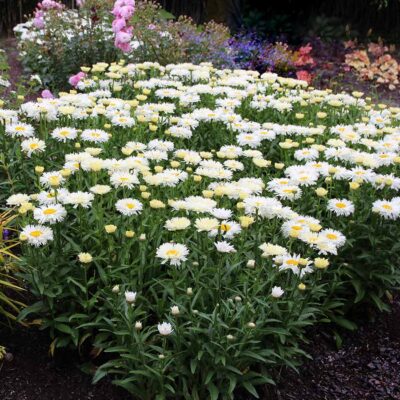 Leucanthemum 'Coconut'